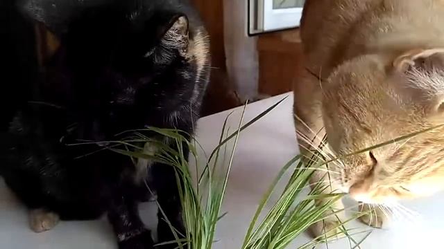 Витаминизация в МЯТЕ