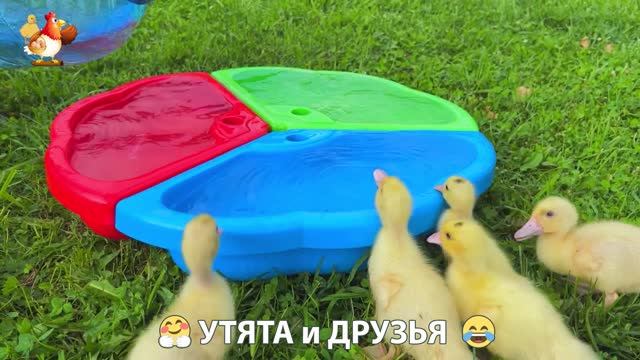 Утята с друзьями – мир нежных эмоций 🤗 эпизод (71)