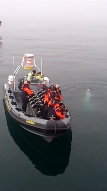 Incredible encounter with a minke whale!