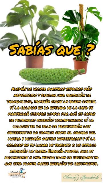 Monstera deliciosa o costilla de Adán, beneficios esotéricos.