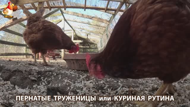 Куры несушки свободного выгула и их обычная куриная рутина – эпизод (86)