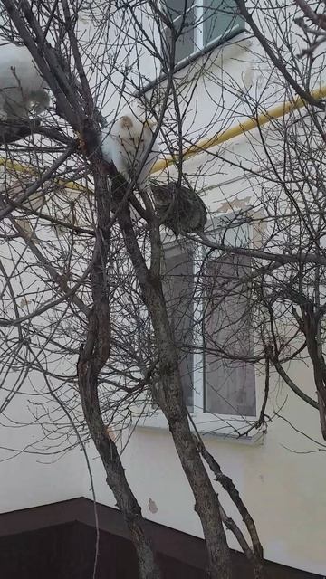 "лесные коты" в Уруссу