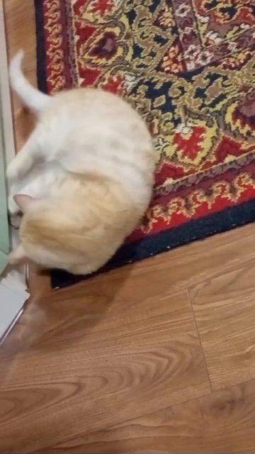 1000017171.mp4