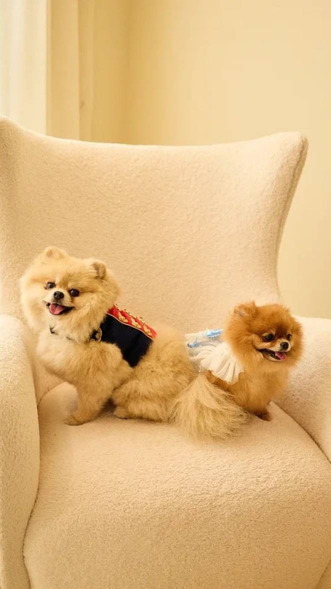 Какой у вас тип собаки? 🐶