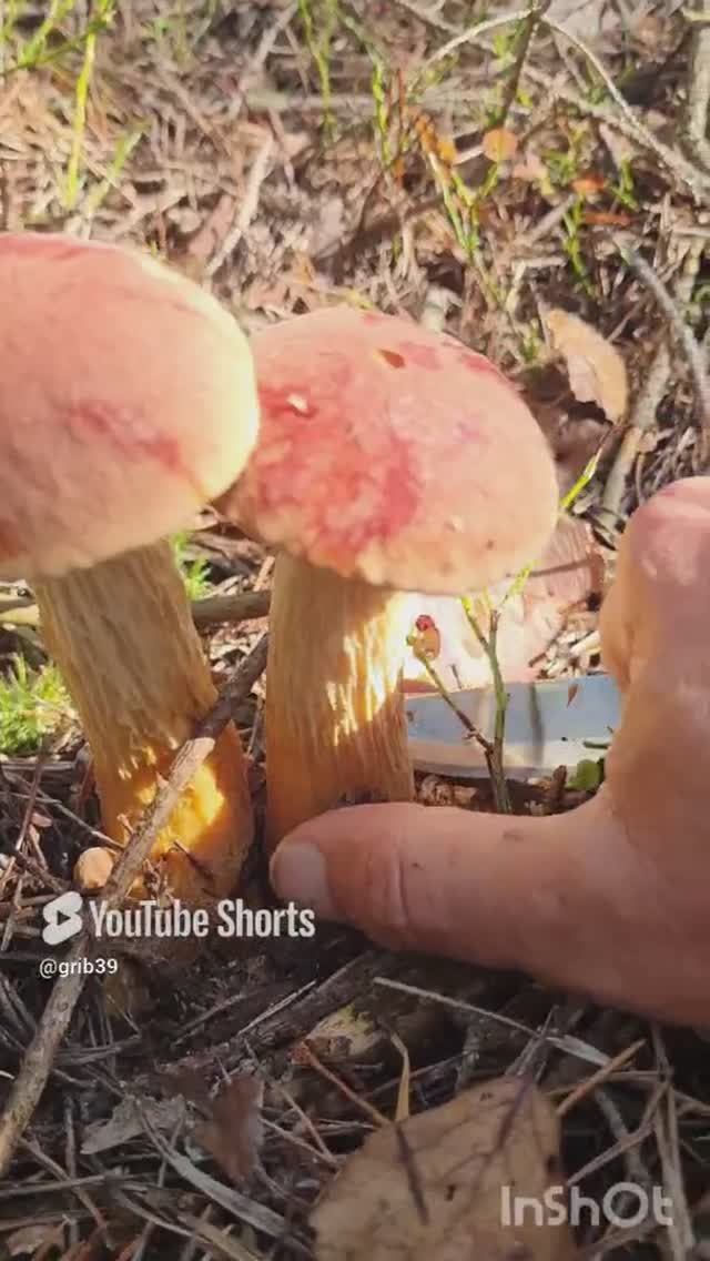 Грибы. Приключения летом в лесу. ЗОЛОТИСТЫЙ БОРОВИК. #shorts #forest #mushroom