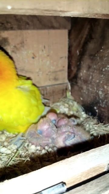 three offspring's in nest 😍🐣