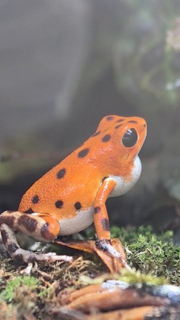 пение самца oophaga bastimentos