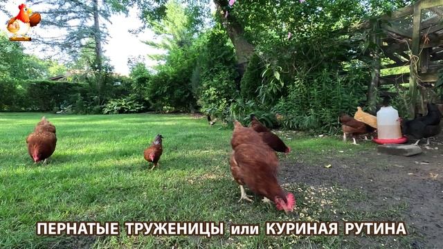 Куры несушки свободного выгула и их обычная куриная рутина – эпизод (84)