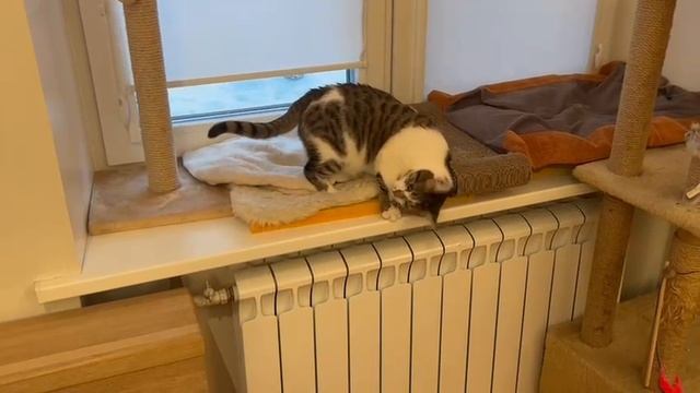 Кощка Маня 1