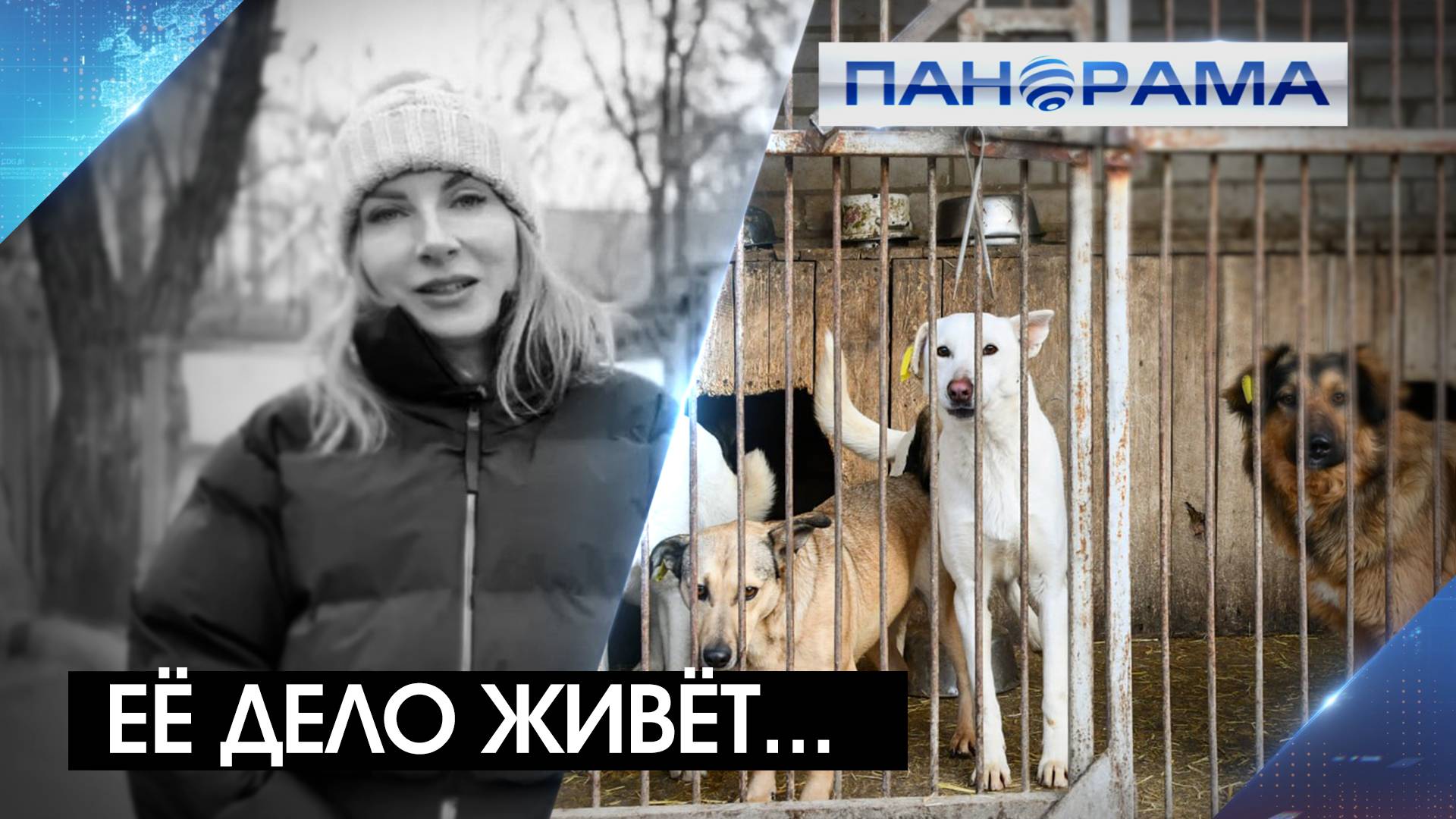 Приют «ПИФ» — памятник его основательнице! Кто продолжает дело помощи большой семье питомцев?