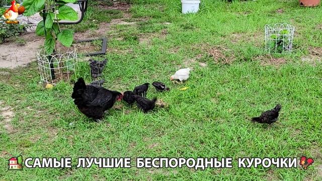 Курочки селяночки лучшие беспородные несушки 🥚 (19)