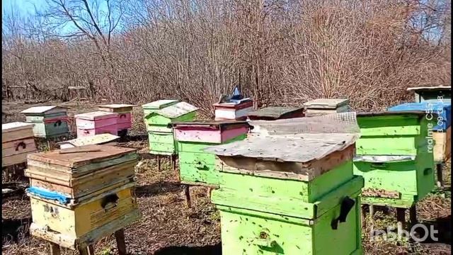 С первым днём весны 🌷 Пчёлки на облёте, скоро трудиться 🐝🐝 будем.