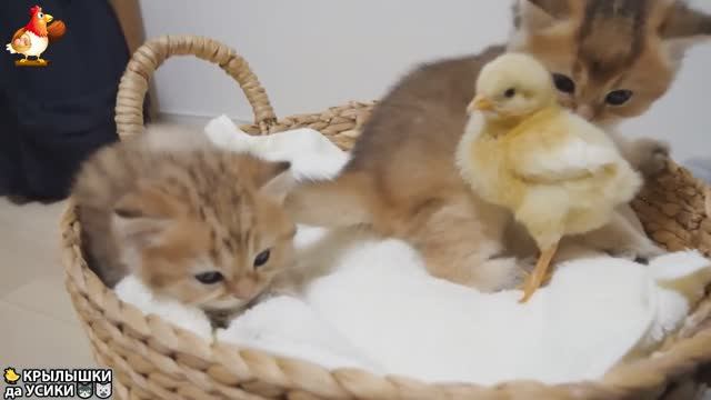Утята и Цыплята - Кошки и котята (257) Хвостики да Усики ❣️😘😂