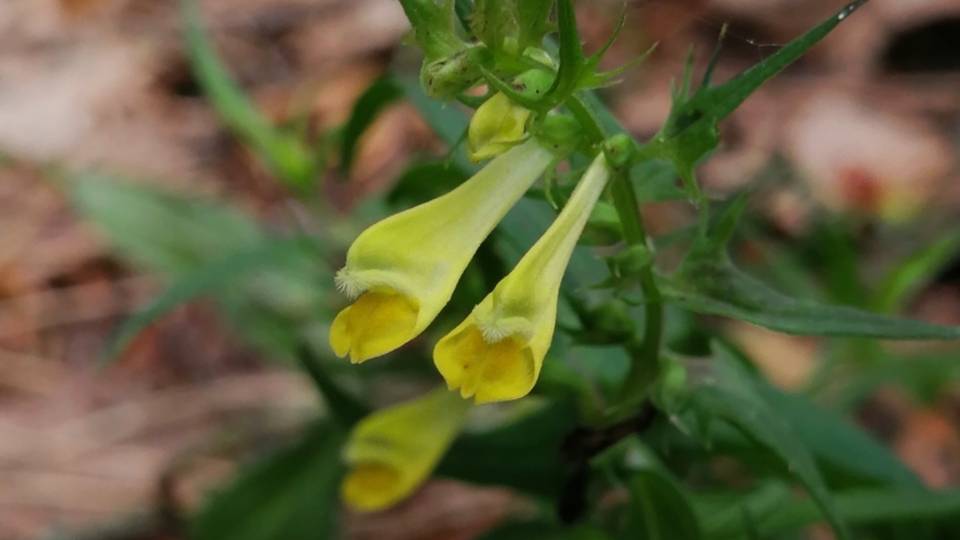 207. Марьянник луговой - Melampyrum pratense