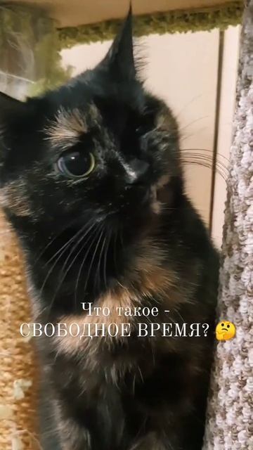 Веселые кошки 154 #superfannycat