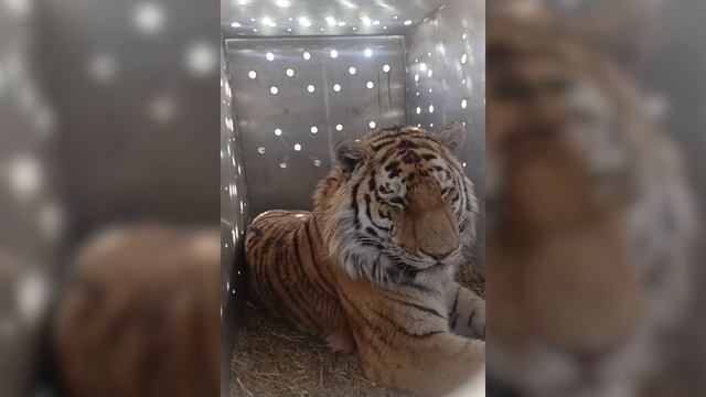 Тигр  в Хасанском районе Приморского края