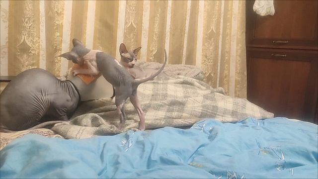 1000284001.mp4