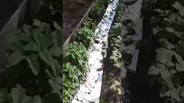 Как выращиваем садовую ягоду клубнику