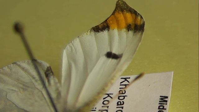 ИЗ МИРА: 154. Anthocharis scolymus (зорька китайская)