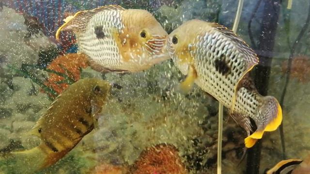 Аквариумные рыбки 🐠