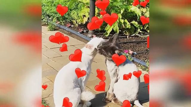 Утренние поцелуйчики пушистиков / котики облизывают друг друга