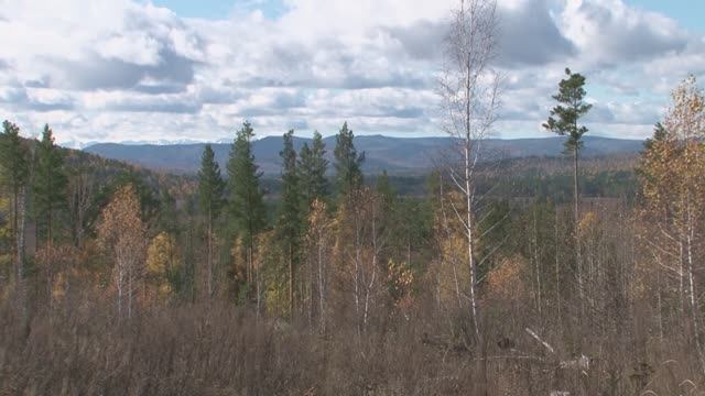 ПАДАЮТ ЛИСТЬЯ