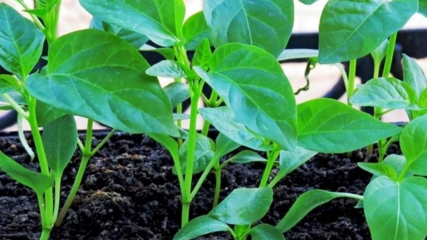 ЧЕМ ПОДКОРМИТЬ РАССАДУ ПЕРЦА И КАК ЭТО СДЕЛАТЬ