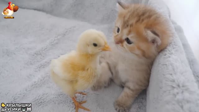 Утята и Цыплята - Кошки и котята (260) Хвостики да Усики ❣️😘😂