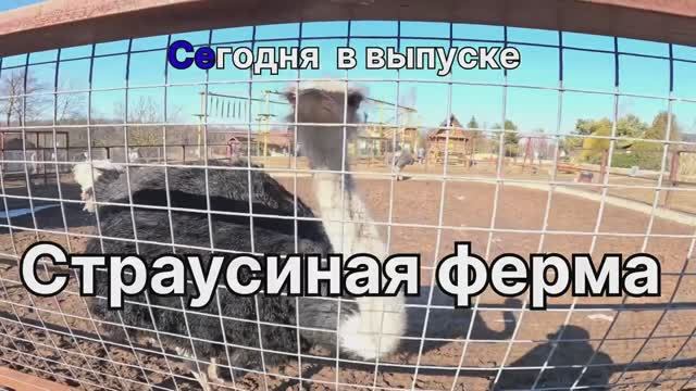 Страусиная ферма 2 часть. Парк Птиц Воробьи