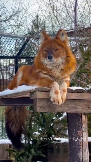 Встречайте Кайфа -редкого красного волка🐺🥰https://t.me/vzgliani_blog #travel #видео #animals #shor