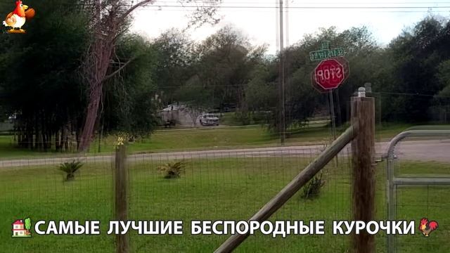 Курочки селяночки лучшие беспородные несушки 🥚 (17)