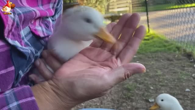 Идеальное птицеводство достойно восхищения 🐓🦆🦢🦚🦃🐔 эпизод (92)