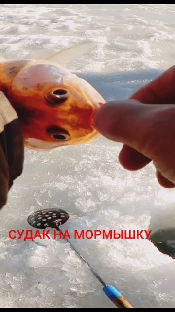 СУДАК на мормышку!