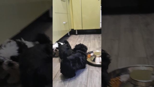 Щенки Ши-Тцу