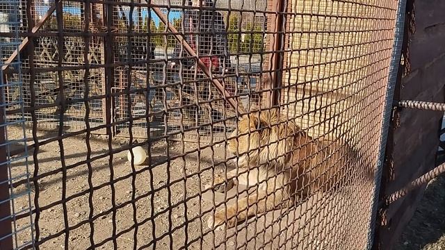 На Шерхана можно любоваться без конца. Минск 7 марта
