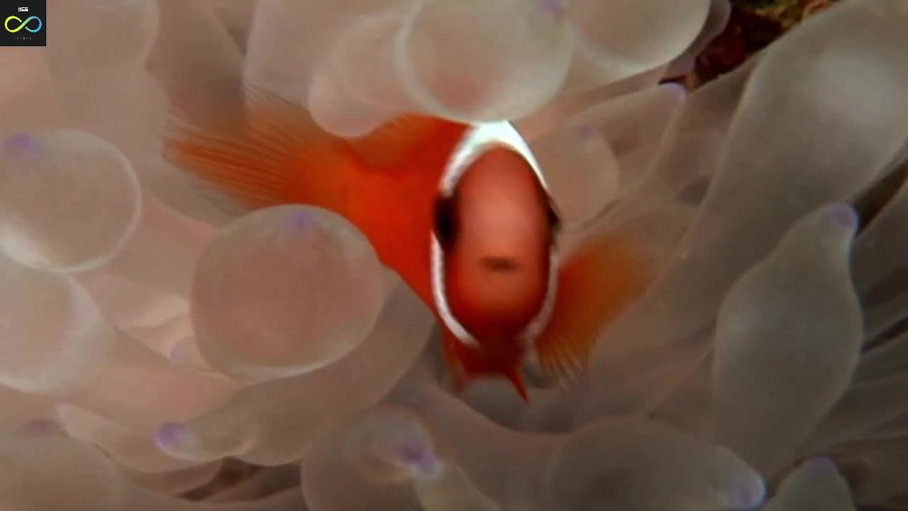 БахБах