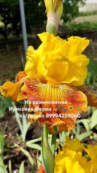 #ирисы #цветы #garden #сад #love #flowers #nature #spring #gardening #iris #садоводство#цветоводств