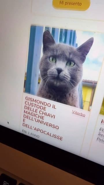 Коты тоже разные:)
