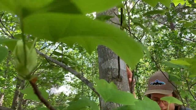Tree ID. What's YOUR Favorite Tree?