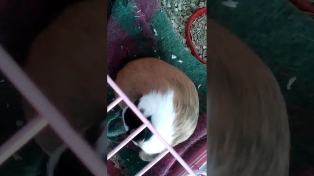 нюша просто нечто красотка фото модель