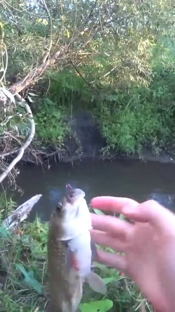 НАЛОВИЛИ КАРАСЯ В ЛУЖЕ #рыбалка #shortsvideo #fishing #shortsvideo