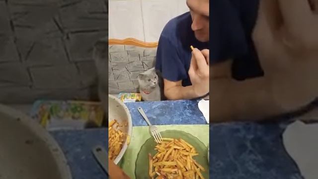 Кошка и картошка фри