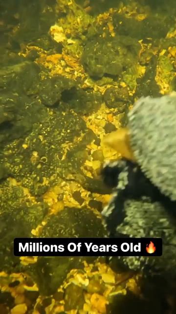 Over 2 Million Year Old Shark Tooth !  🤩#shorts
