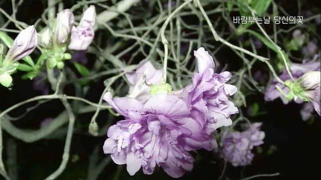 Time Lapse of 10 days, Rhododendron yedoense flowering process, outdoor shooting. 겹산철쭉  타임랩스.
