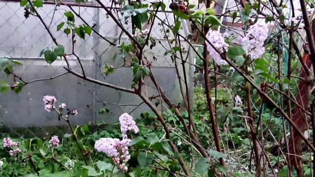 Шикарная Бульденеж в этом году  • Все цветет • В мае Сирень замерзла