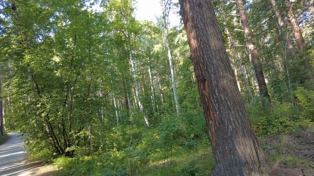 Воскресное утро на озере Увильды и прогулка вдоль дачных поселков 24 июля 2022 г