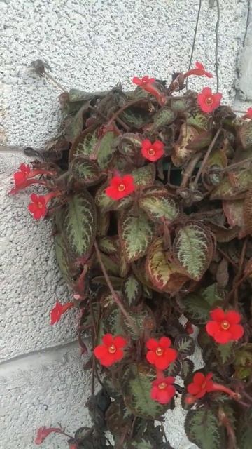 Episcia cupreata