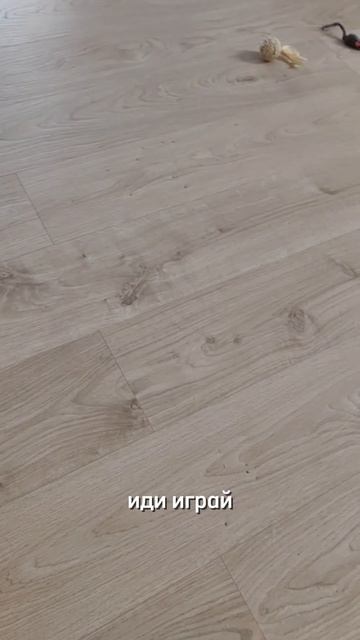 КОТУ СТАЛО СТЫДНО...