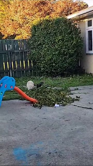 любимые пёсели Мыкалы
