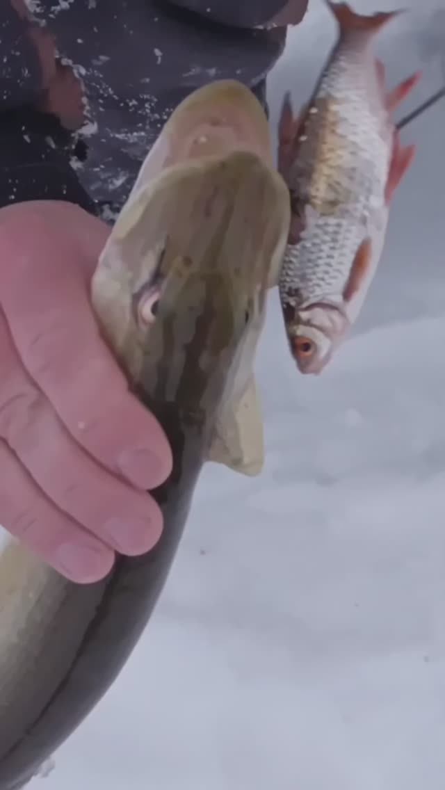 ЩУКА НА КРЮК 🪝 🎣👍